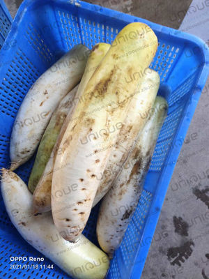 食品加工産業とダイコンラビの自動剥皮機