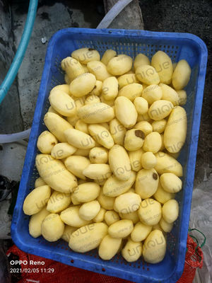 2022年 小規模事業におけるジャガイモの自動洗浄機