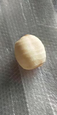 工業用果物 アップルペア キウイフルーツ 皮革・コーリングマシン 2022年