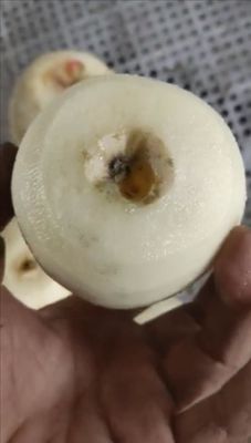 工業用果物 アップルペア キウイフルーツ 皮革・コーリングマシン 2022年