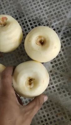 工業用果物 アップルペア キウイフルーツ 皮革・コーリングマシン 2022年