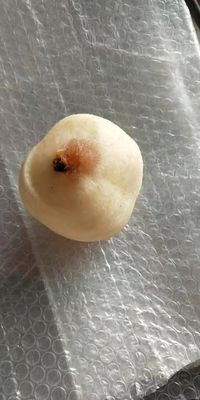 工業用果物 アップルペア キウイフルーツ 皮革・コーリングマシン 2022年