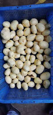 食品加工産業用 専用の電圧ポテト洗浄機と剥皮機