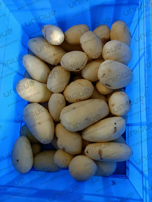 食品加工産業用 専用の電圧ポテト洗浄機と剥皮機